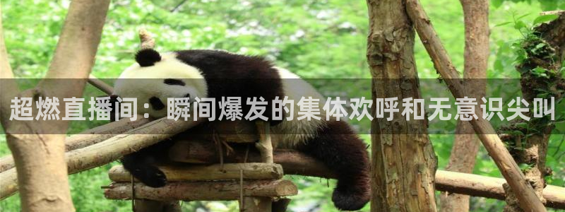 五星体育直播中超